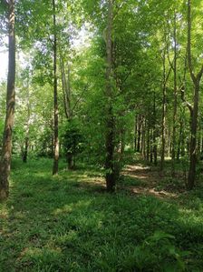Land for Sale in Nathandiya for sale in Puttalam, Puttalam
