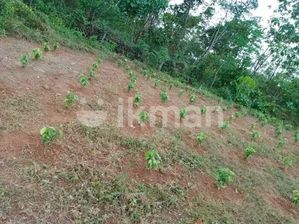 Land For Sale In Kuruwita for sale in Ratnapura, Ratnapura