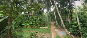 Land for Sale in Galagedara Kandy (Coconut Land)