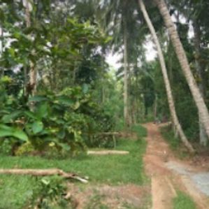 Land for Sale in Galagedara Kandy (Coconut Land) - Image 2