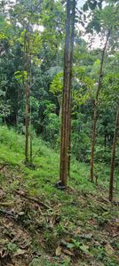 Land for Sale in Mirigama for sale