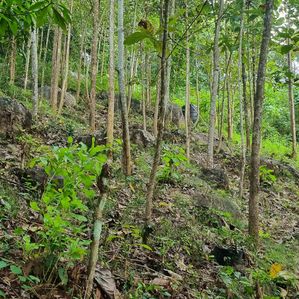 Land for Sale in Mirigama - Image 3
